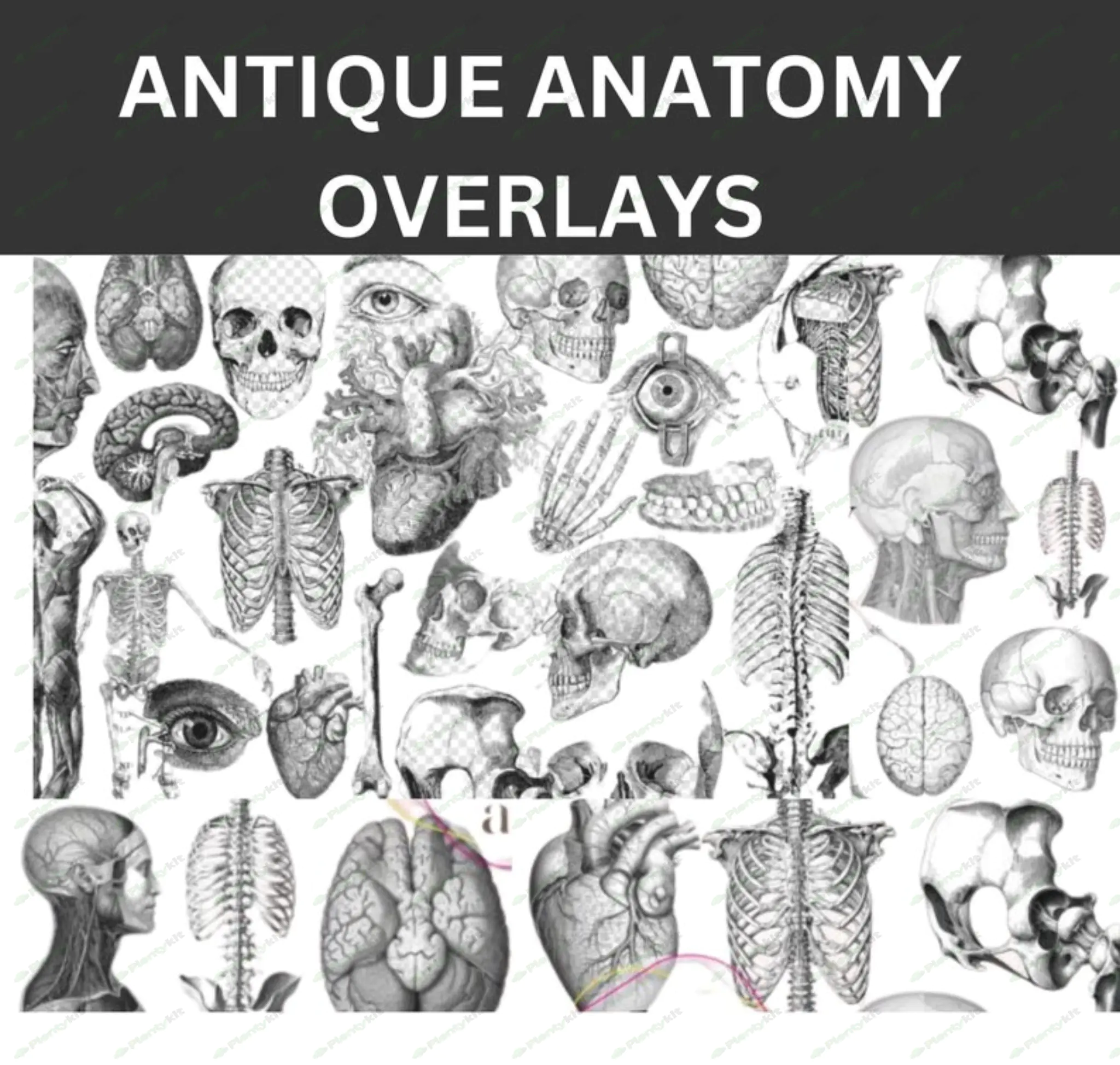 Human Anatomy Artwork | Medical Wall Pictures | Muscle Skeleton Vintage Posters | Canvas Art Prints